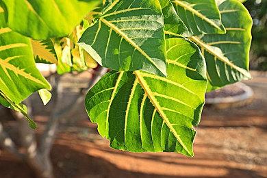 年度独立游戏《星之海》官方发推表示 DLC已完成预制作阶段